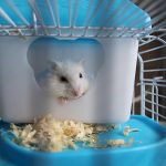 hamster-g24dc5fe2b_640