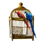 Migliori gabbie e voliere per pappagalli: quale scegliere? Caratteristiche e tipologie a confronto