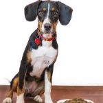 Migliori dispenser croccantini per cani: tipologie, caratteristiche e prezzi