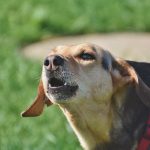Migliori collari antiabbaio per cani: caratteristiche e guida all'acquisto