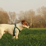 Migliori pettorine cani antitiro: come funzionano? Guida all'acquisto e prezzi